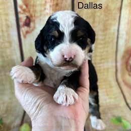 Girl 1 - Goldendoodle puppy from Island Doodles of Georgia