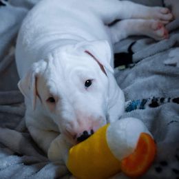 Bull Terrier Puppies from Virtue Bull Terriers