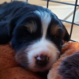 Bernese Mountain Dog Puppies from Stonebrook Gentle Giants