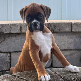 Boxer Puppies from Starlight Boxer Corner