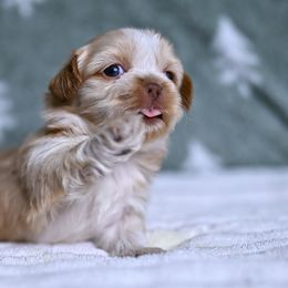 Lumi - Cream and white female Shih Tzu puppy in Montrose, Colorado from Nana's Happy Pups