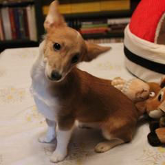 Beagles, Poodles, and Portuguese Podengo Pequenos from DK's Pups