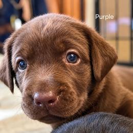 Java - Chocolate female Labrador Retriever puppy in Hurricane, Utah from Mahmen's Meadow Retrievers