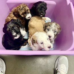 Aussiedoodle and Bernedoodle Puppies from LolliPop Farms