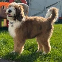 Aussiedoodle Puppies from B's Aussiedoodles