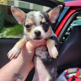 Jade - Merle female Chihuahua puppy in Ashtabula, Ohio from Paw's & Awe's Chihuahuas