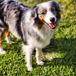Jazzy - Australian Shepherd