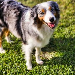 Jazzy - Australian Shepherd