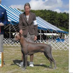 Buck - Xoloitzcuintli