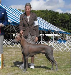 Buck - Xoloitzcuintli