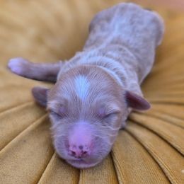 Bama - Apricot female Goldendoodle puppy in Decatur, Tennessee from Diamond's Doodles