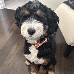 Bernedoodle puppies from Goldendoodlepuppiessc
