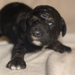 Ranger - Merle male Goldendoodle puppy in Saint Louis, Missouri from Jax Doodles