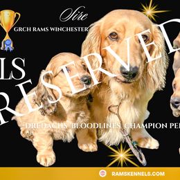 King Charles - Cream male Dachshund puppy in Splendora, Texas from Ram’s Kennels