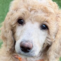 Royal Dixies Golden Honeybun - Apricot female Poodle puppy in Vancleave, Mississippi from Royal Dixie Standard Poodles