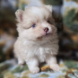 Pomeranian Puppies from Grand Poms