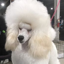 Poodle All Grown Up from Madness Kennels