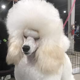 Poodle All Grown Up from Madness Kennels