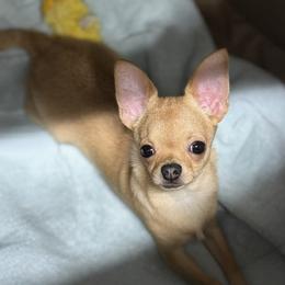 Gelato - Red male Chihuahua puppy in Bucks County, Pennsylvania from Sweet Bean Chihuahuas