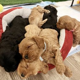 Cavapoos from Timpview Cavapoos