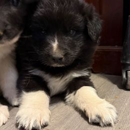 Judo - Badger female Colorado Mountain Dog puppy in Colorado Springs, Colorado from Sharp Guardians and Goldens