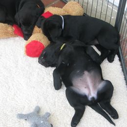 Labrador Retriever Puppies from Lands End Labradors