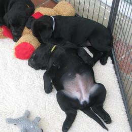 Labrador Retriever Puppies from Lands End Labradors