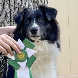 Miniature American Shepherds from Blindside Aussies & Miniature American Shepherds