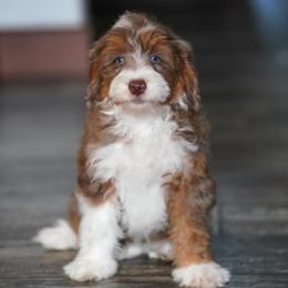 Fenway (socialization program student) - Chocolate merle male Bernedoodle puppy in Dundee, Ohio from Down Home Doodle