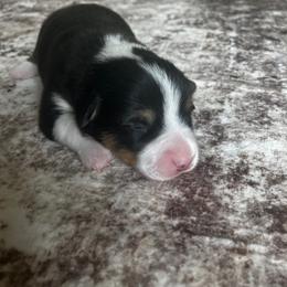 Darla - Black and tan female Pembroke Welsh Corgi puppy in Saratoga, Wyoming from Maria's Pembroke Welsh Corgis
