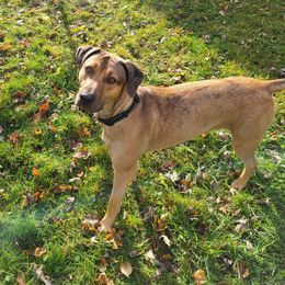 Catahoula Leopard Dog Puppies from Bons Temps Catahoulas