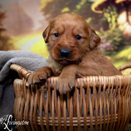 Boy 5 - Golden Retriever puppy in Anderson, California from Redtail Golden Retrievers