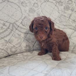 Pekingese, Poodle, and Shih Tzu Puppies from Happy puppies