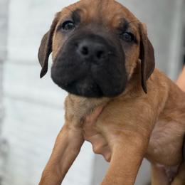 Pan - Red male Cane Corso puppy in Sandia, Texas from OneTime Cane Corso