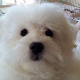 Coton de Tulear Puppies from Classy Cotons