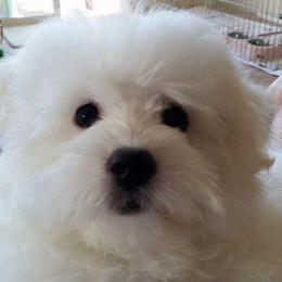 Coton de Tulear Puppies from Classy Cotons