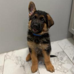 Blaze - Black and red male German Shepherd puppy in Troy, New York from Vom Kalte Stadt