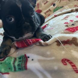 French Bulldog Puppies from Fishie's Frenchies