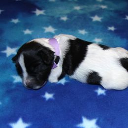Schapendoes Puppies from Dream Star Schapendoes