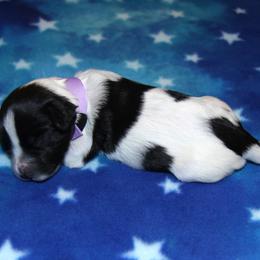 Schapendoes Puppies from Dream Star Schapendoes