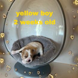 Yellow Parti boy - Parti male Yorkshire Terrier puppy in Inverness, Florida from Luvayorkie&more