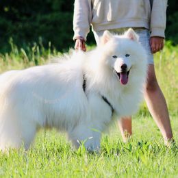 Polar - Siberian Husky