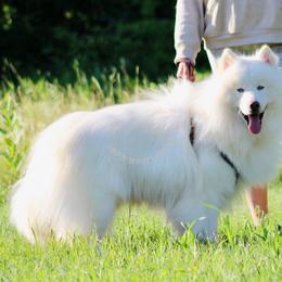 Polar - Siberian Husky