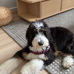 Bernedoodle, Bernese Mountain Dog, and Poodle Puppies from NJ Bernedoodles