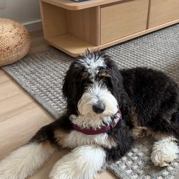 Bernedoodle, Bernese Mountain Dog, and Poodle Puppies from NJ Bernedoodles