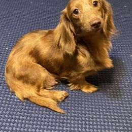 Olivia - Dachshund