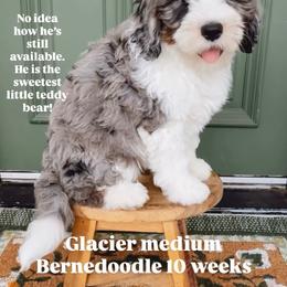 Glacier - Blue merle male Bernedoodle puppy in Grants Pass, Oregon from Royal Empire Bernedoodles