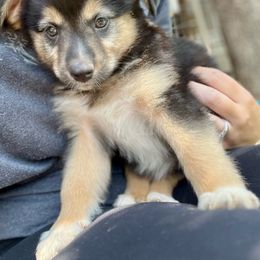 Han - Black tri-color Australian Shepherd puppy in Amarillo, Texas from Luna’s Mini Aussies