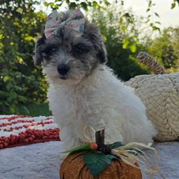 Dora - Parti female Poodle puppy in Hopkins, Missouri from Mowry Creek Mini Aussiedoodles and More