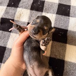 Female 2 (pink collar) - Wild boar and cream female Dachshund puppy in Modesto, California from Once Upon a Mini Dachshund